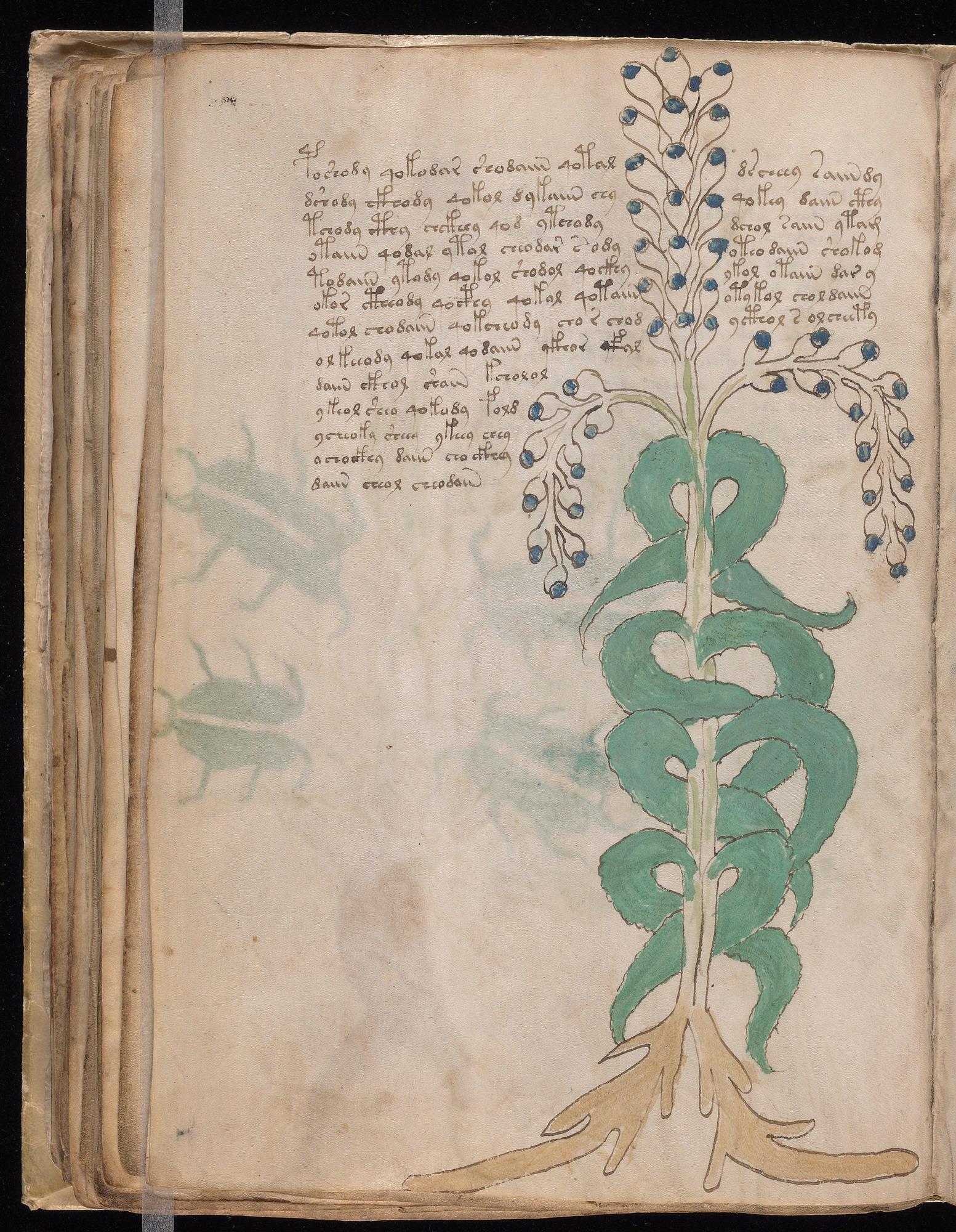 Voynich Manuscript folio f51v — Beinecke MS 408